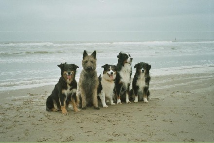 Vakantiepark Avanti op Texel met honden HW003