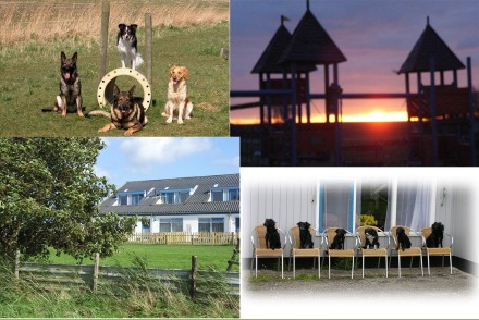 Vakantiepark Avanti op Texel met honden HW003