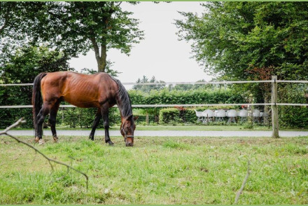 Dorpswoning De Volbloed met honden en omheinde tuin HW054