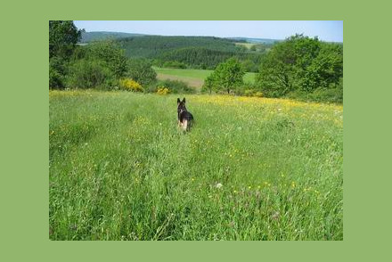 Bed and Breakfast Domaine du Chien Devantave Ardennen HW544