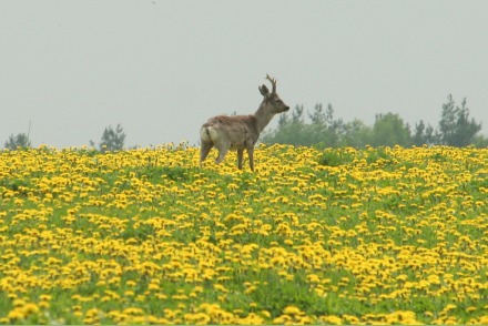 Landgoed Milire in het Boheemse Woud  in West Bohemen - Tsjechie HW4001