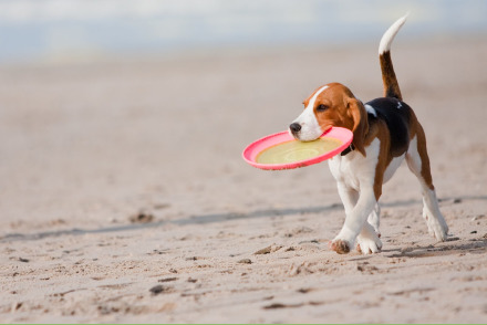 Samen met uw honden op vakantie naar de Zeeuwse kust HW353