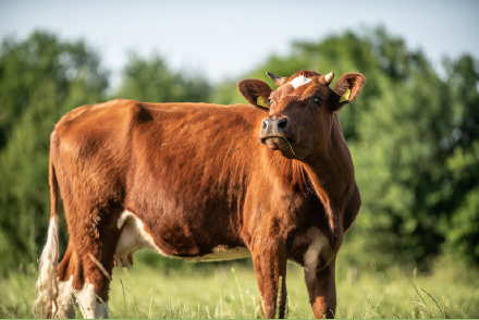 Boerderijhotel Erfgoed Bossem met honden Twenthe HW308