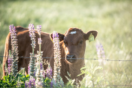 Boerderijhotel Erfgoed Bossem met honden Twenthe HW308