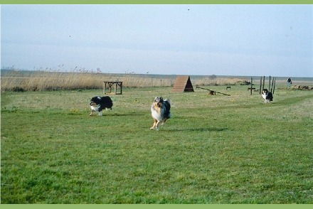 Vakantiepark Avanti op Texel met honden HW003