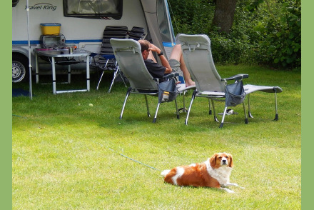 Kamperen met uw hond op Camping t Witte Zand HW352