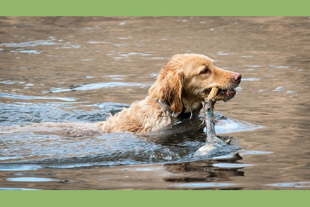 Kamperen met uw hond op Camping t Witte Zand HW352