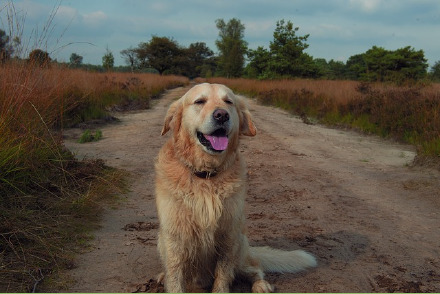 Kamperen met uw hond op Camping t Witte Zand HW352