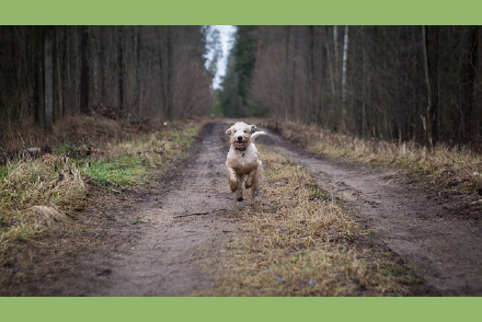 Kamperen met uw hond op Camping t Witte Zand HW352